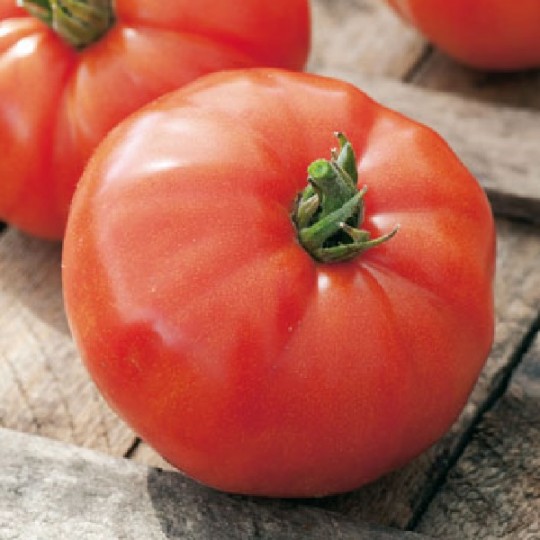 Tomate Montfavet Hybride F Jardisem